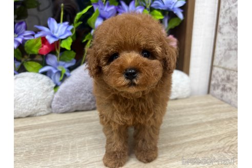 成約済の大阪府のトイプードル-312198の5枚目